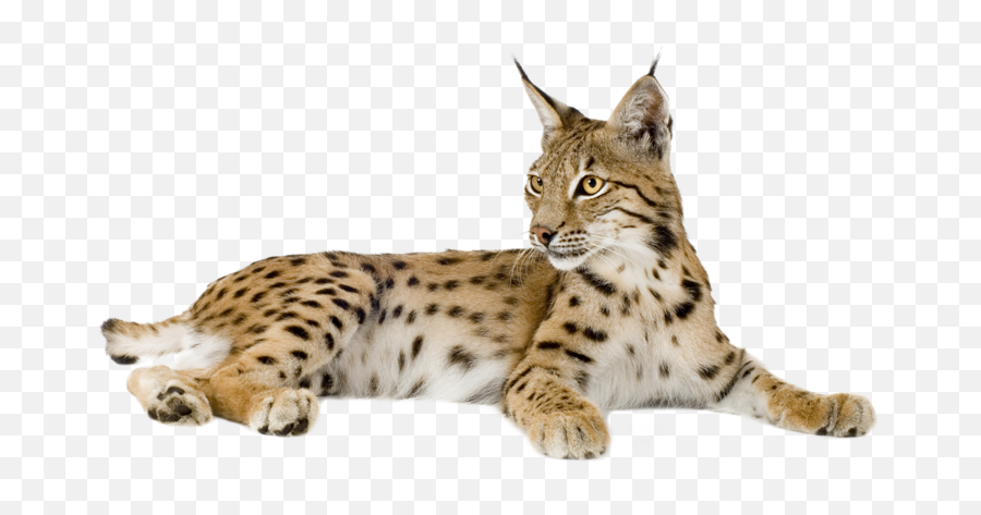Lynx Png Lynx Animals Cute Animals - Eurasian Lynx Png Emoji,Cat Transparent Background