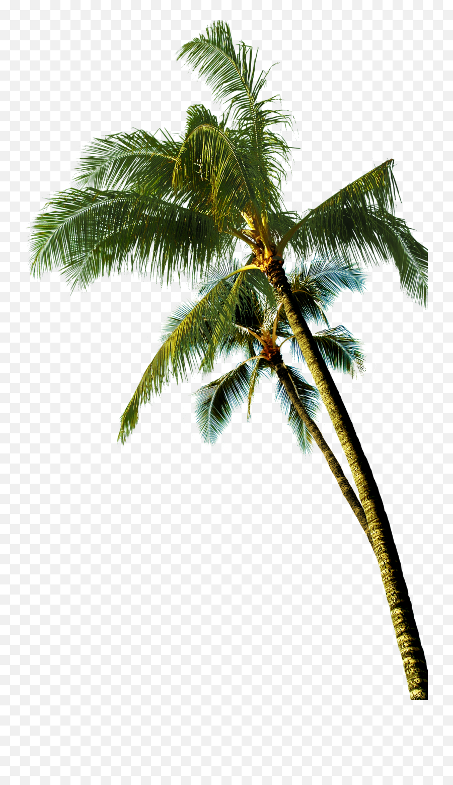 Coconut Asian Palmyra Palm Tree - Coconut Tree Png Real Emoji,Palm Tree Png