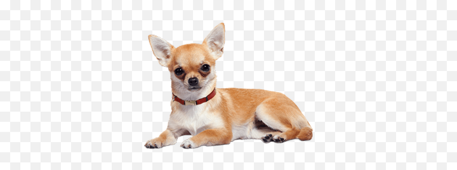 Chihuahua Lying Down Transparent Png - Chiguagua Png Emoji,Dog Transparent Background