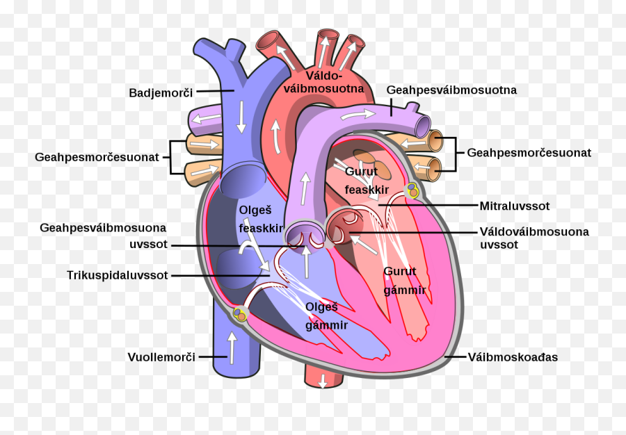 Filediagram Of The Human Heart Sesvg - Wikimedia Commons Part Of The Heart Pumps Blood Emoji,Human Heart Png