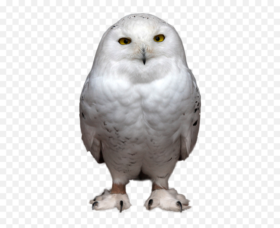 Owl Png - White Owl Head Png Emoji,Owl Png