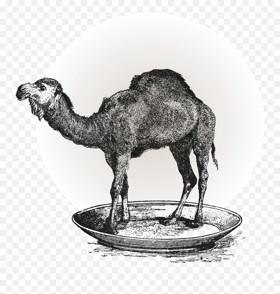 The Arabic Alphabet A Guided Tour - Jim Animal Figure Emoji,Camel Cigarettes Logo