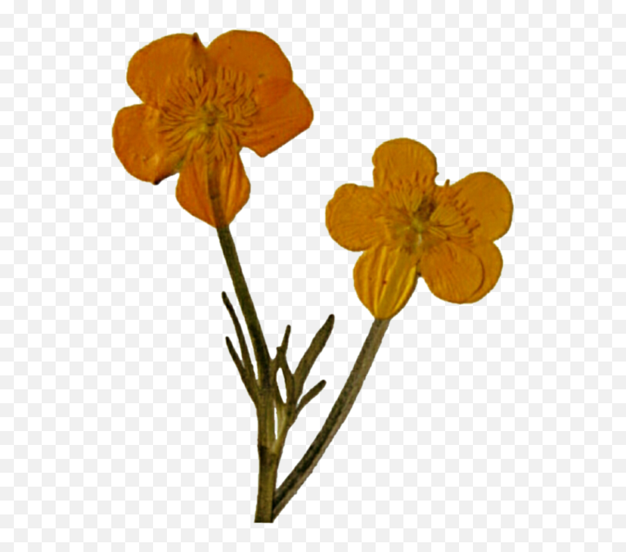 Pressed Flower Png U2013 Free Png Images Vector Psd Clipart - Pressed Flower Dried Flowers Png Emoji,Flower Png