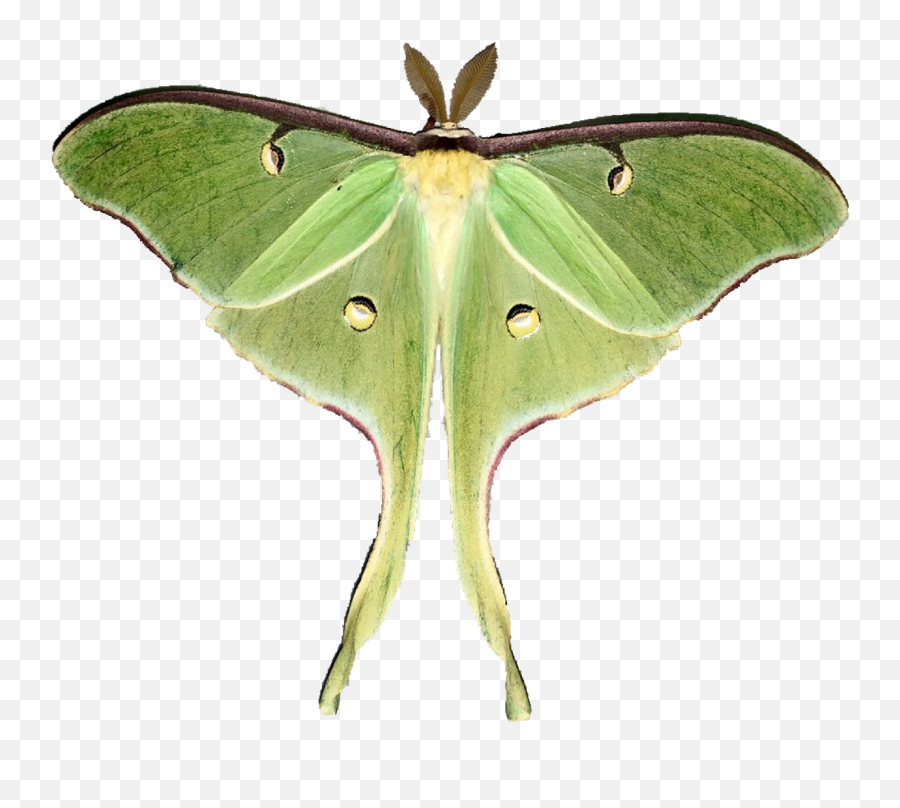 Moon Moths - Luna Moth Wings Transparent Emoji,Moth Transparent