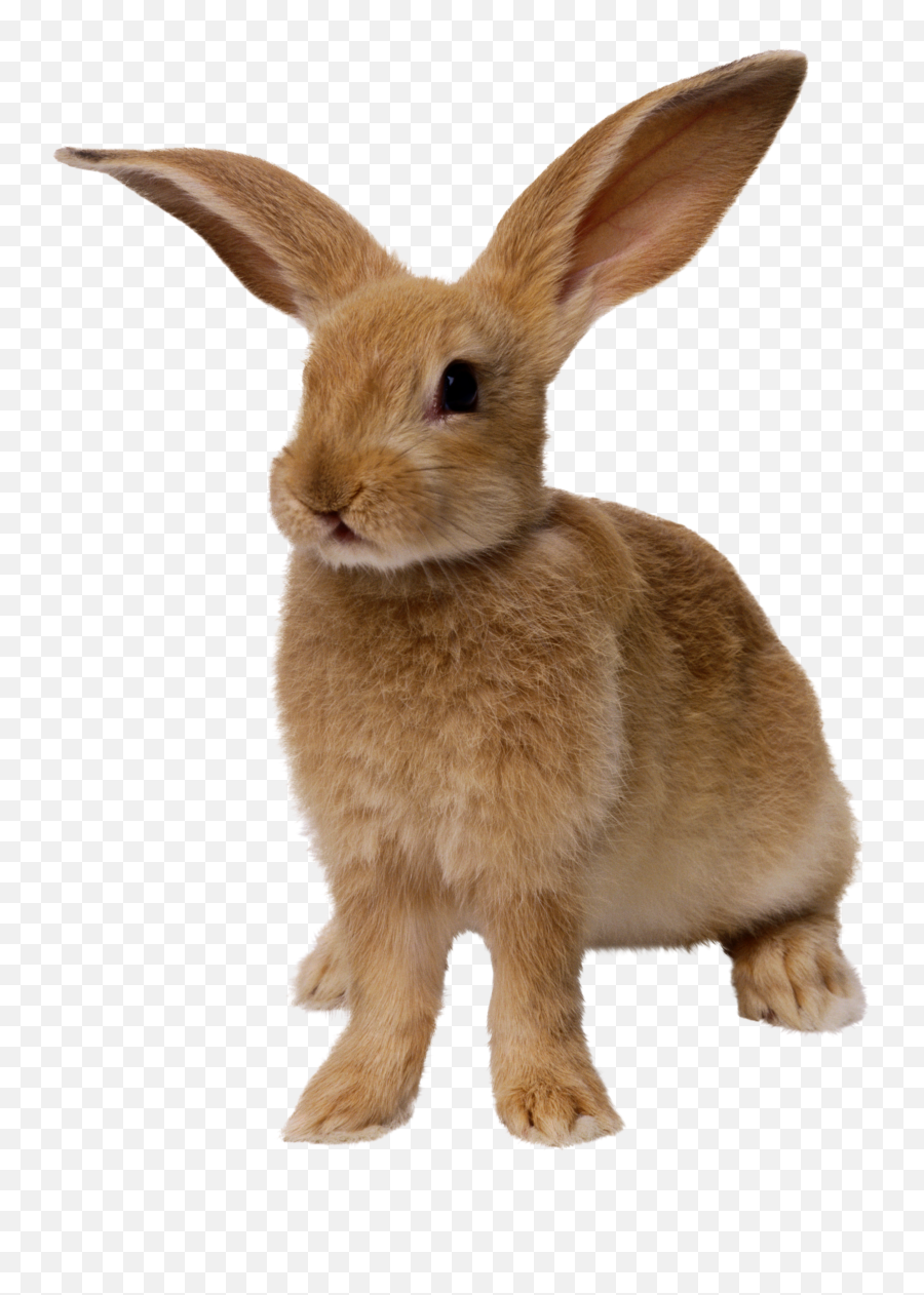 Rabbit Png Rabbit Pictures - Png Rabbit Emoji,Bunny Png
