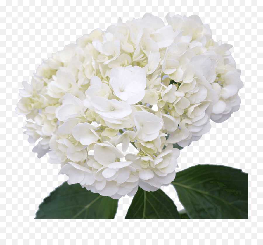 White Hydrangea Flowers - White Hydrangeas Emoji,Hydrangea Png