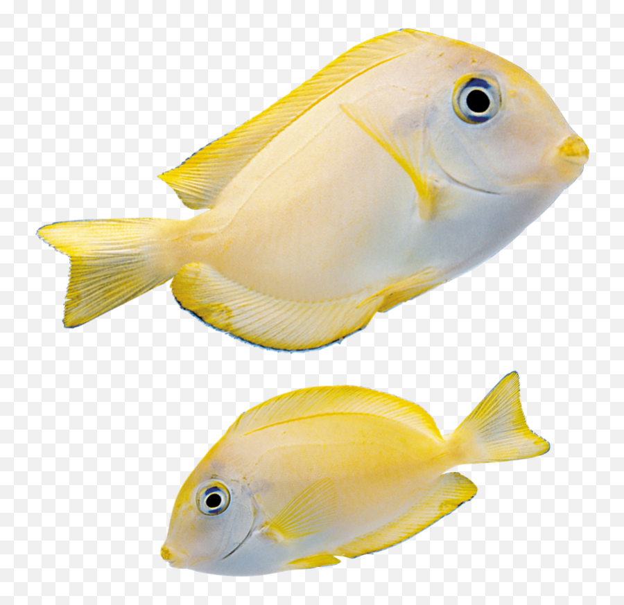 Fish Emoji,Fishes Png