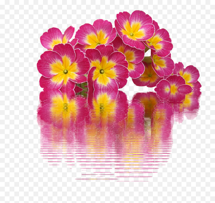 Download Free Photo Of Springprimrosesplantprimrose Emoji,Spring Flowers Png