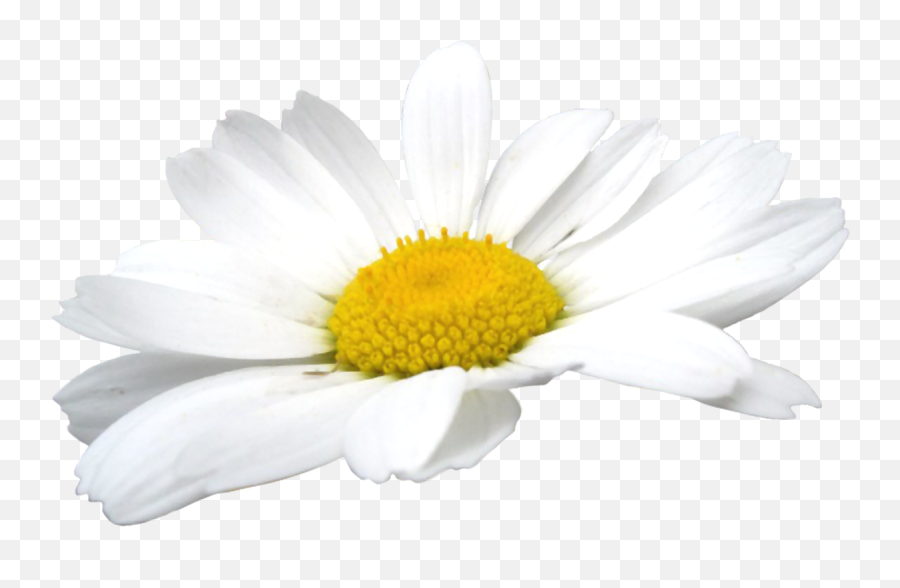 Camomile Flowers Png Png Mart Emoji,Daisy Flower Png