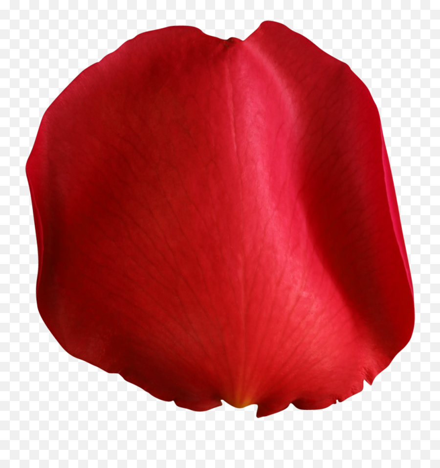 Clip Art Rose Petal - Rose Petal Png Emoji,Rose Petals Png