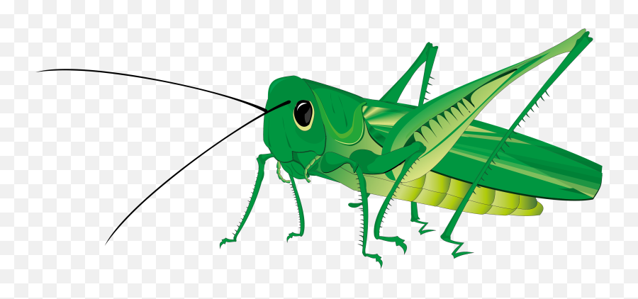 Grasshopper Png - Grasshopper Png Emoji,Grasshopper Clipart