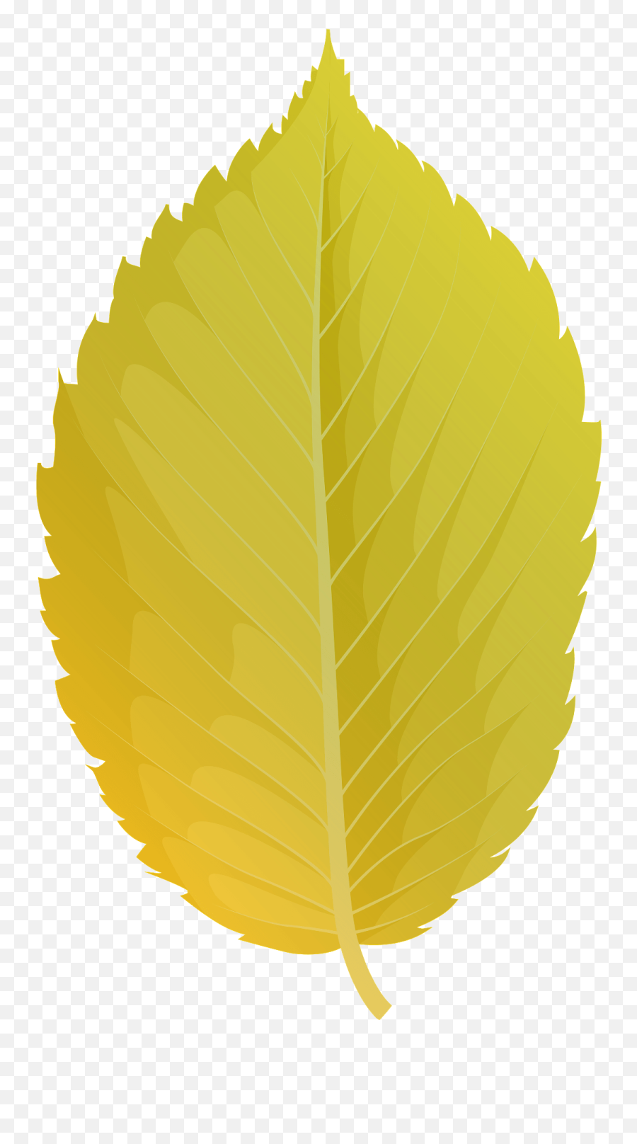 American Elm Yellow Leaf Clipart - Yellow Leaf Transparent Emoji,Leaf Transparent