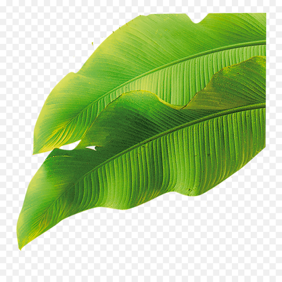 Banana Leaf Png - Background Banana Leaf Png Emoji,Leaf Png