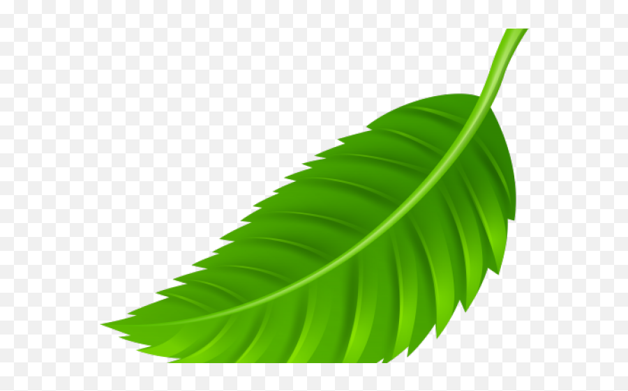 Green Leaves Clipart Coconut Leave - Leaves Png Transparent Leaf Clipart Png Emoji,Leaves Png