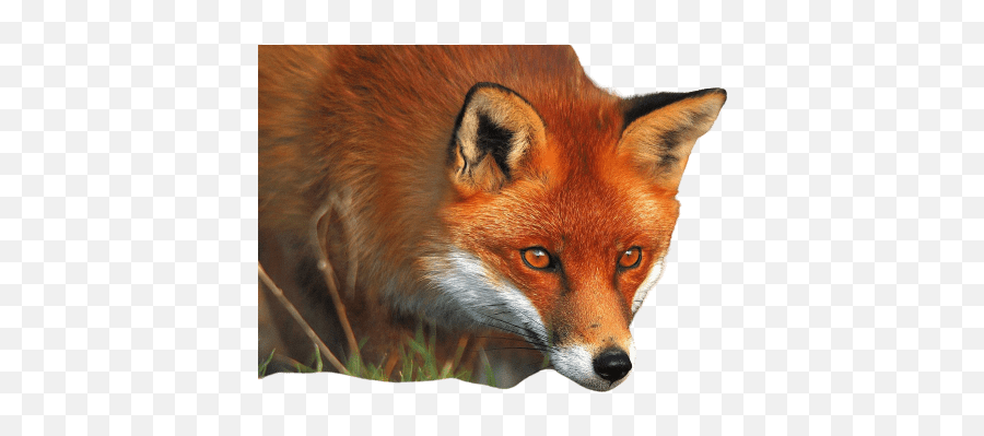 Best 51 Fox Png Hd Transparent Background A1png - Innocent Animal Emoji,Fox Transparent Background