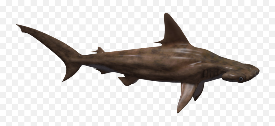 Hammerhead Shark Png - Hammerhead Shark Full Size Png Hammerhead Shark Png Emoji,Shark Png