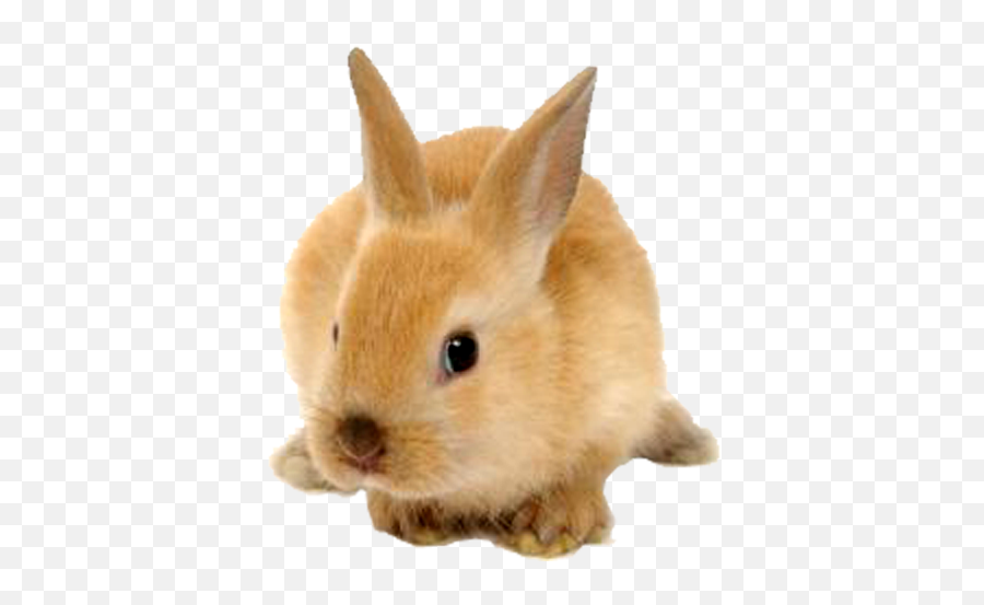 Rabbit Png Transparent Images - Rabbit Png Transparent Emoji,Bunny Png