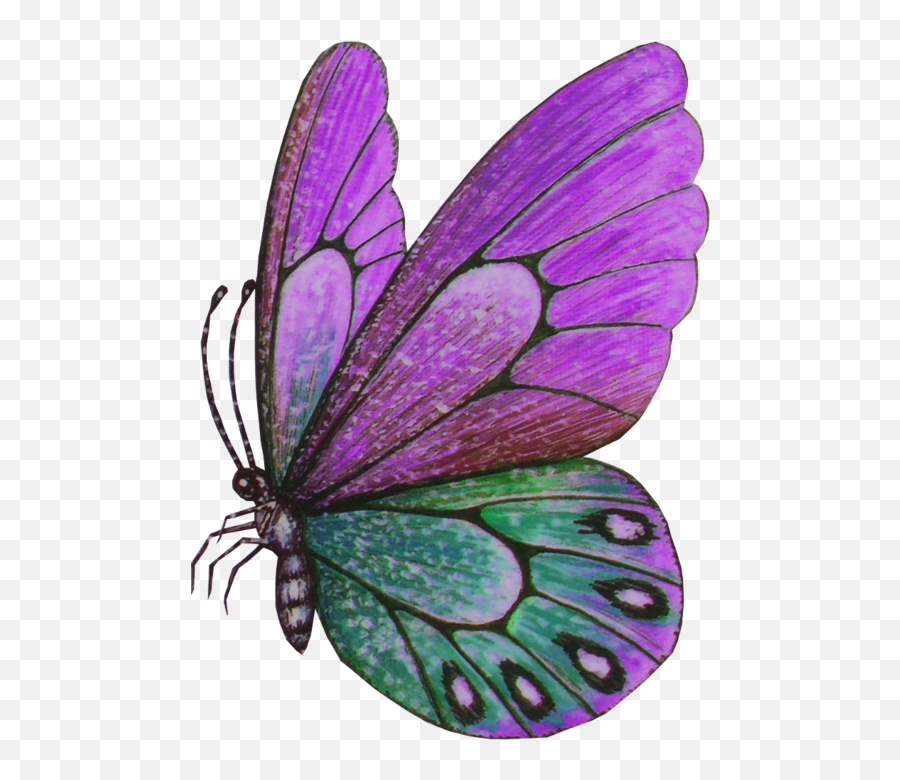 Violet Clipart Papillon - Mariposas Volando Png Emoji,Violet Clipart