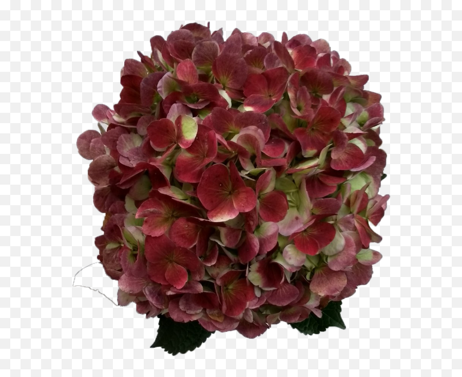 Artificial Flower Png Image With No - Red Hydrangea Png Emoji,Hydrangea Png