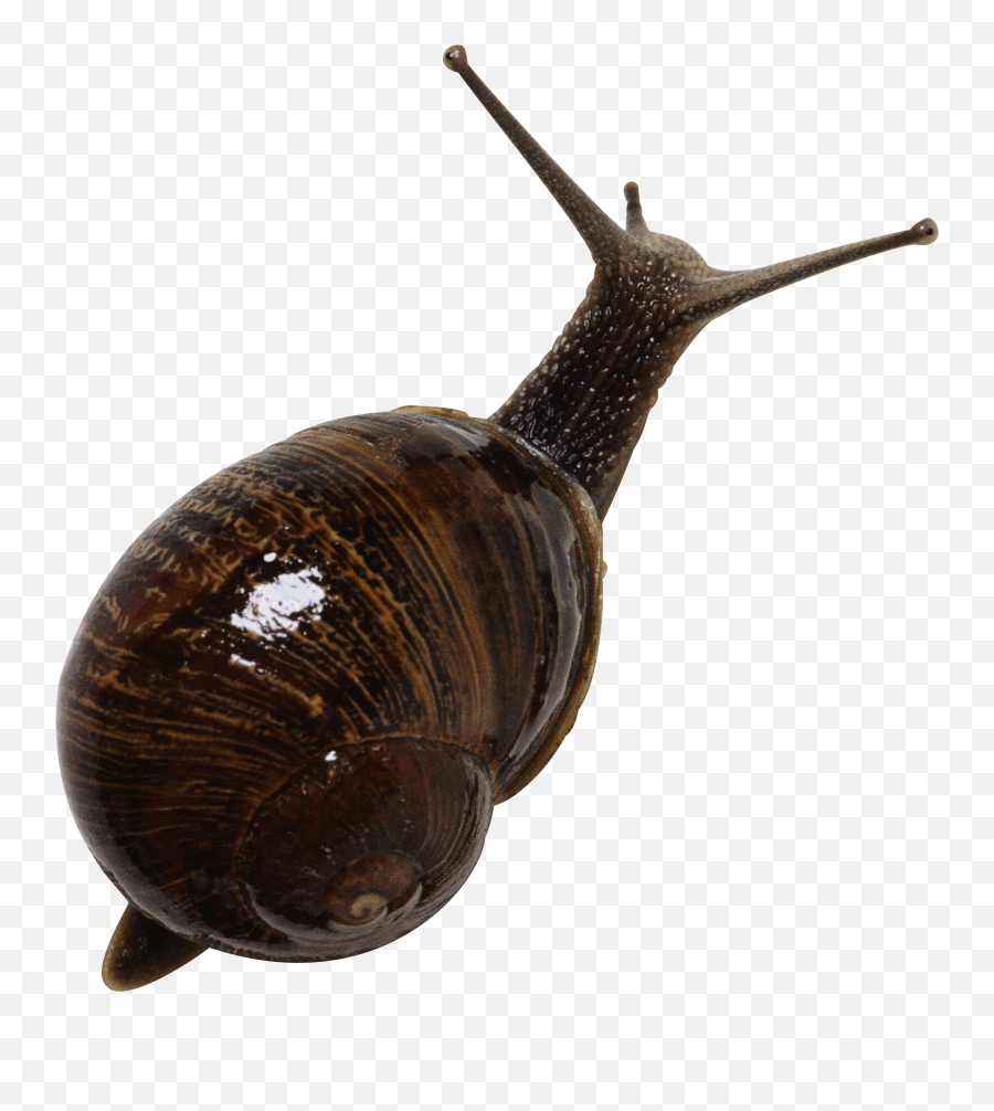 Snail Png Snail Png Animals - Transparent Background Snail Transparent Emoji,Snail Clipart