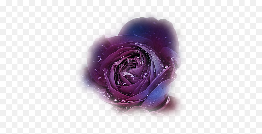 Clip Art Graphics Emoji,Purple Rose Png