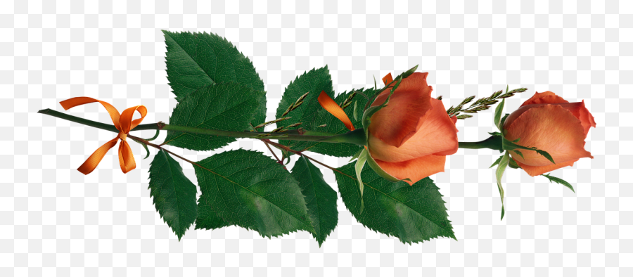 Rose Flowers Love Decoration Png Picpng Emoji,Rose Flower Png