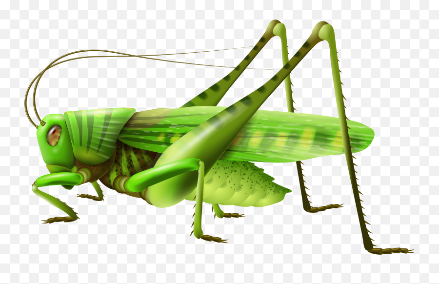 Grasshopper Png - Grasshopper Clipart Png Emoji,Grasshopper Clipart