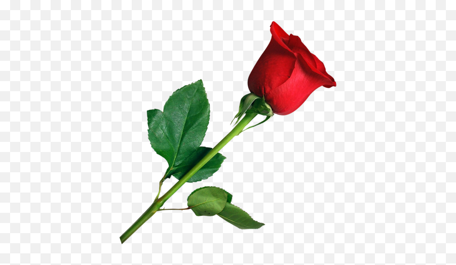 Download Rose Free Png Transparent Image And Clipart - Single Rose Flower Png Emoji,Flower Png