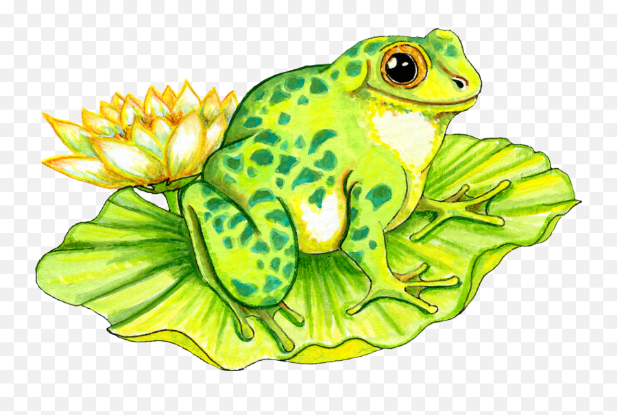 Pic Of Frogs - Easy Frog On Lily Pad Painting Emoji,Frogs Clipart