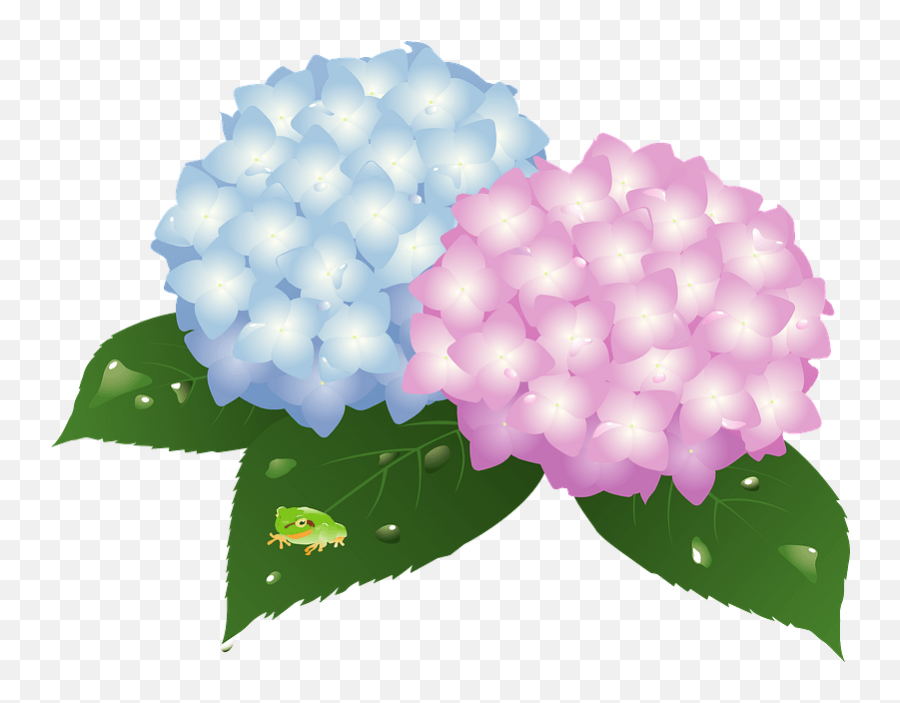 Frog Hydrangea Flower Clipart Emoji,Hydrangea Png