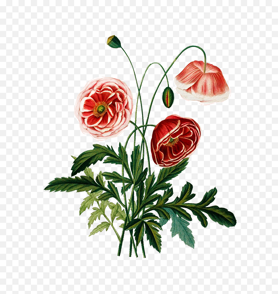 Digital Scrapbooking Flowers Emoji,Poppy Flower Png
