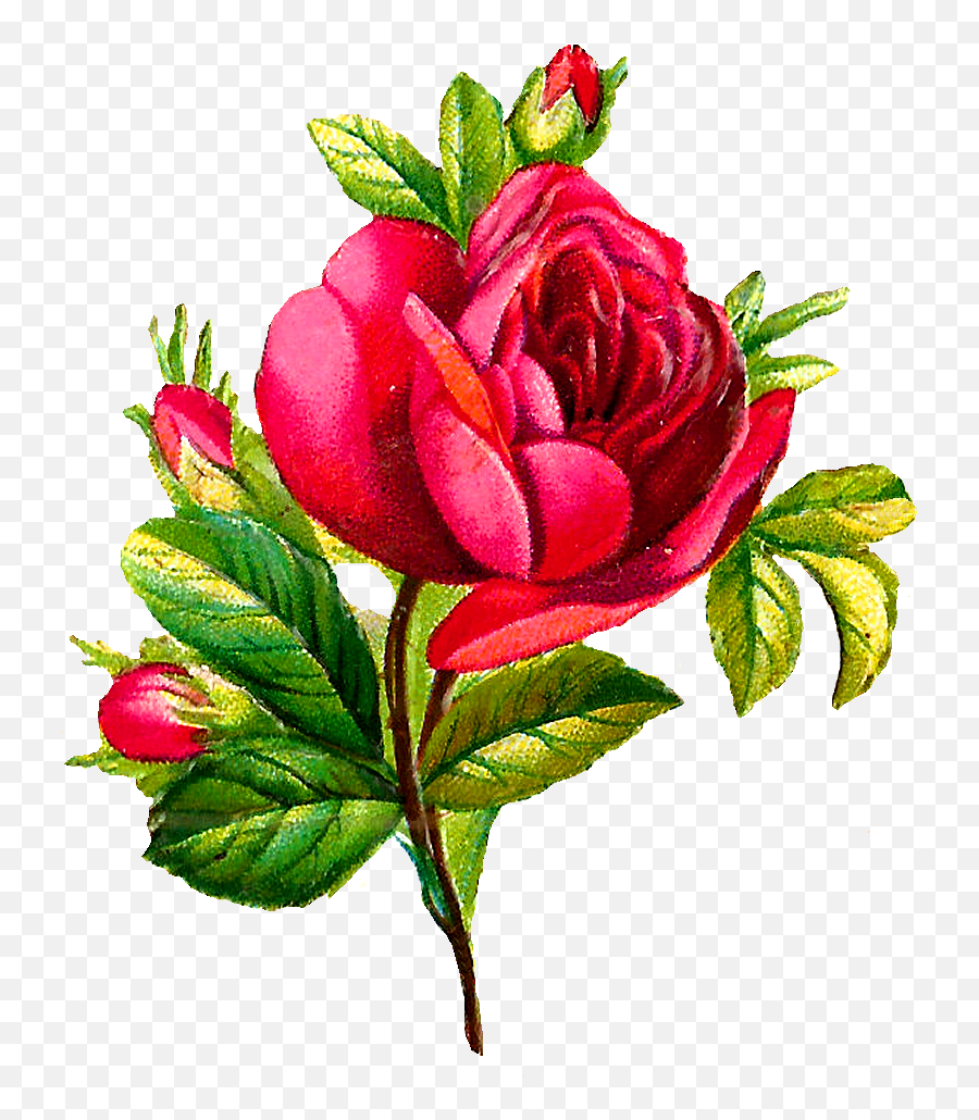 Antique Images Digital Red Rose Clip Art Flower Download Emoji,Forget Me Not Flowers Clipart