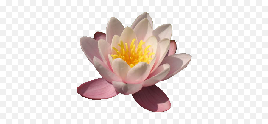 Free Water Lilies Png Download Free Clip Art Free Clip Art - Water Lily Png Emoji,Lily Pad Clipart