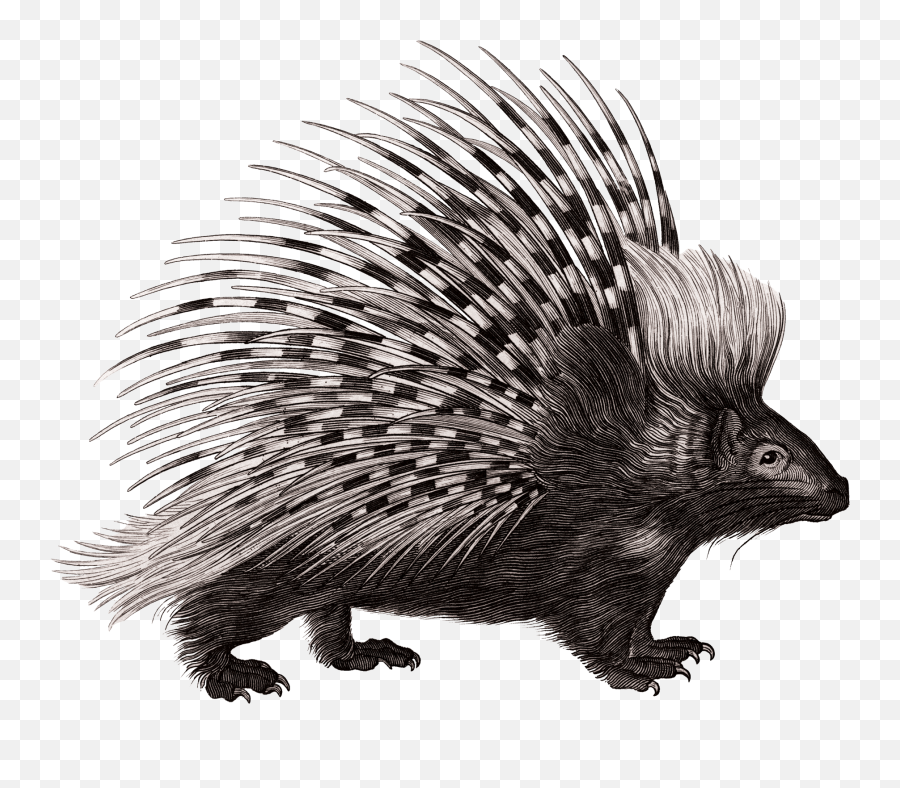 Crested Porcupine Rodent Zoological - Porcupine Png Emoji,Porcupine Clipart