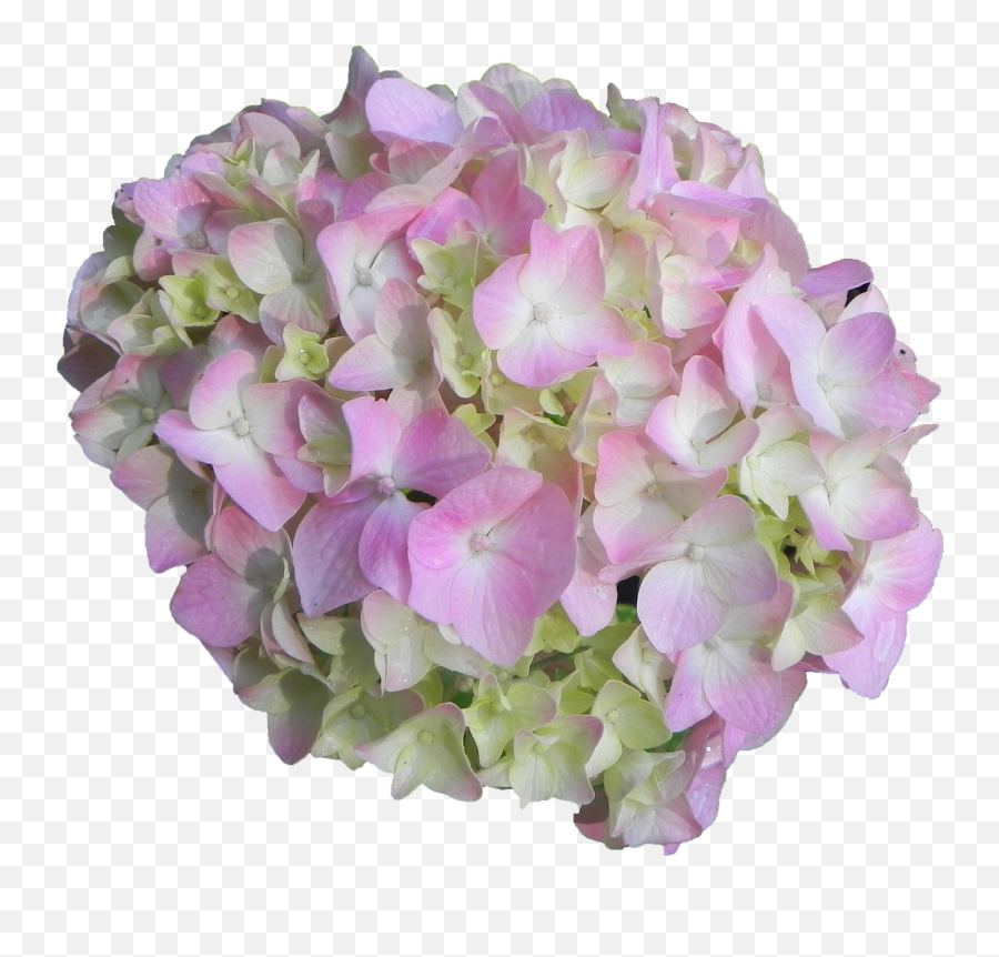 Hydrangea Flower Pink - Hydrangea Flor Png Emoji,Hydrangea Png