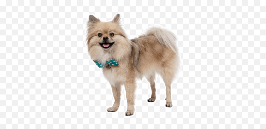 Pomeranian Puppy Rescue Online Shopping Emoji,Pomeranian Png