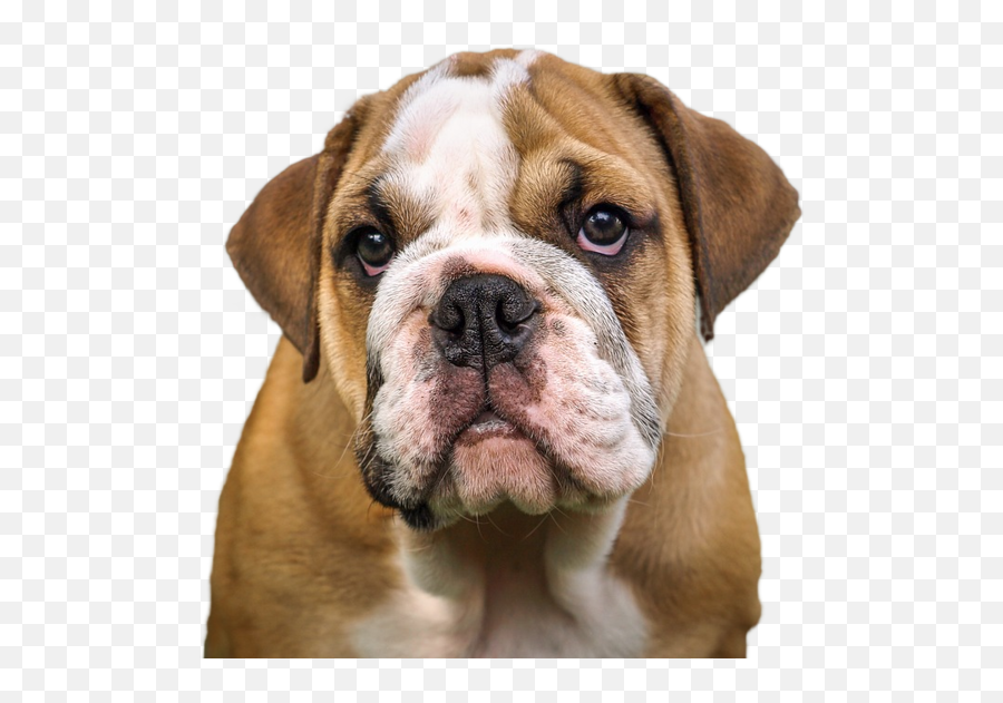 English Bulldog Png Emoji,English Bulldog Clipart