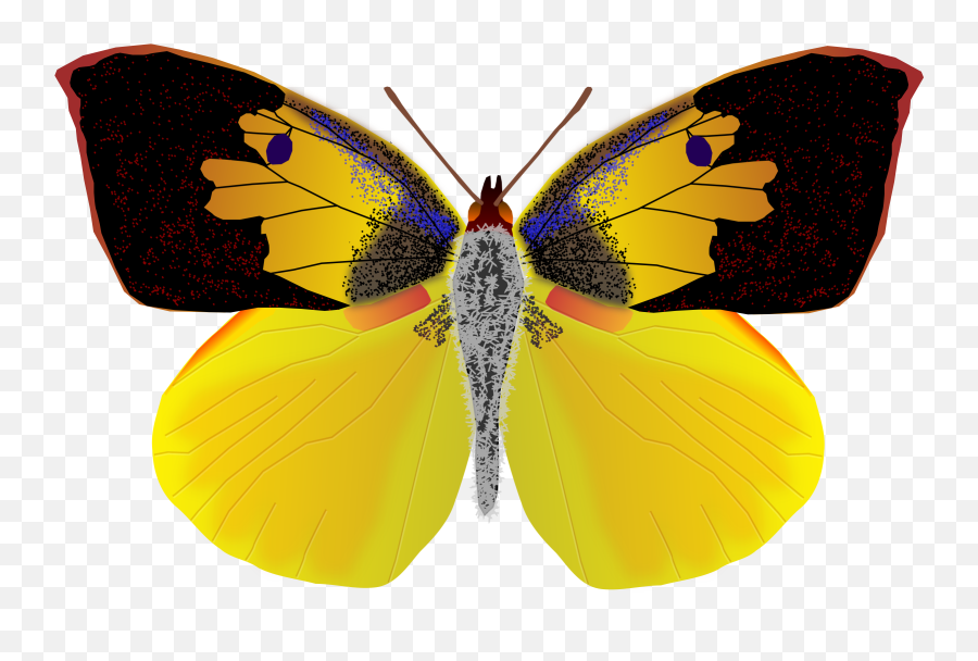 Clipart - California Dogface Butterfly Png Emoji,Dog Face Clipart