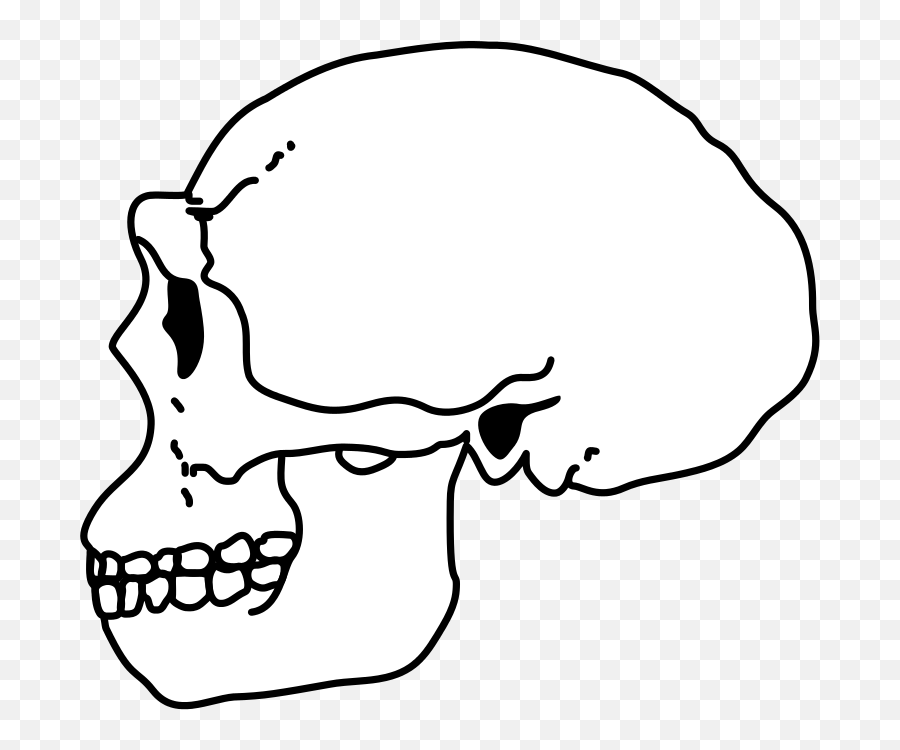 Erectus Skull - Homo Erectus Skull Png Emoji,Skull Png