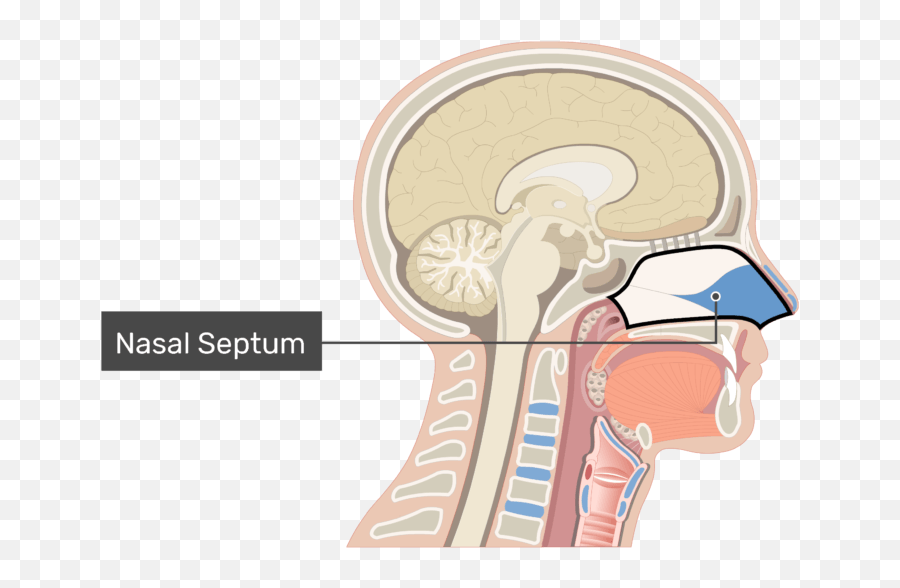 Download Midsagittal View Of The Nasal Cavity Labeled - Nose Emoji,Nose Transparent Background