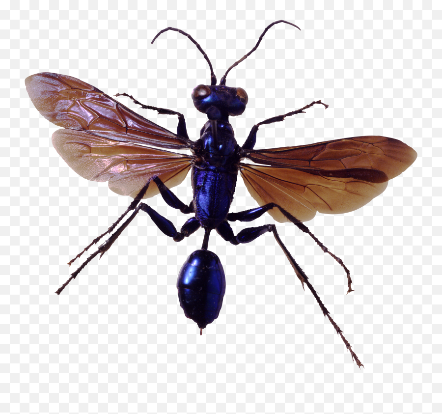 Bugs Clipart Png Emoji,Bugs Clipart
