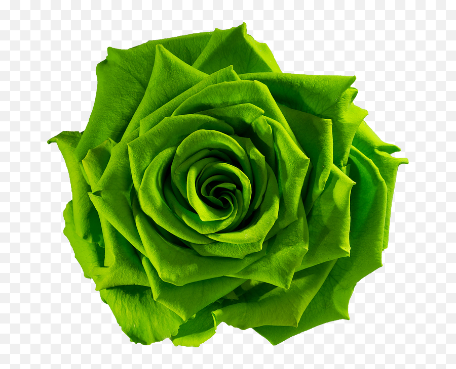 Download Green Flower Png Download Green Flower Png Download - Fresh Emoji,Flower Png