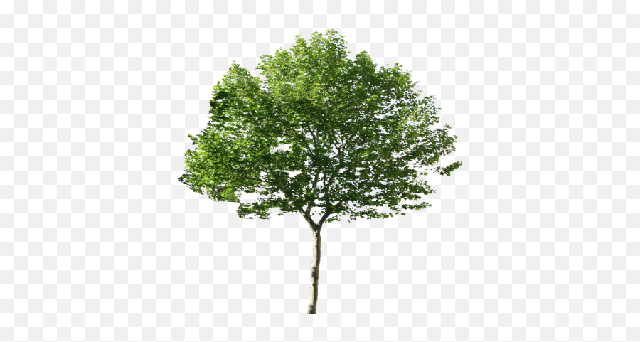 Download Tree Free Png Transparent - Trees Png Emoji,Trees Png