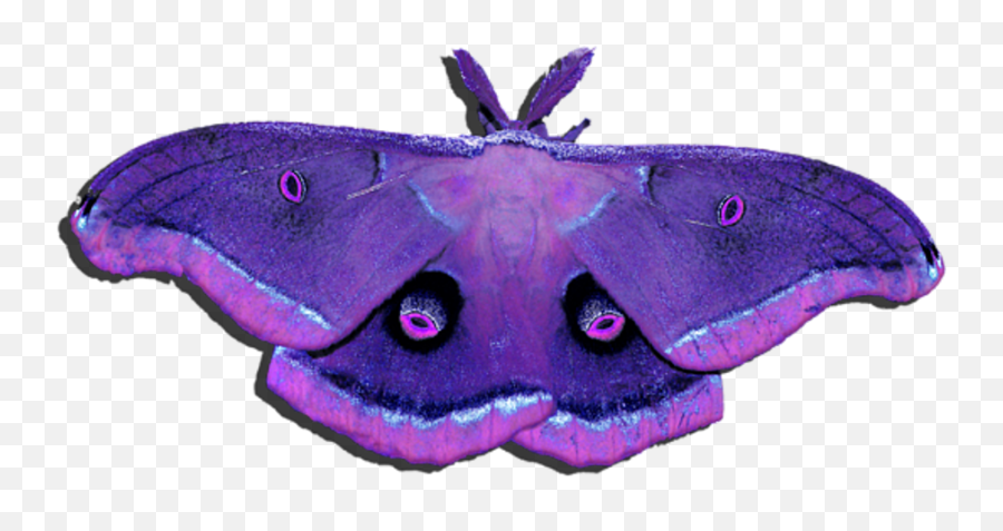 Download Transparent Moth Transparent Emoji,Moth Transparent