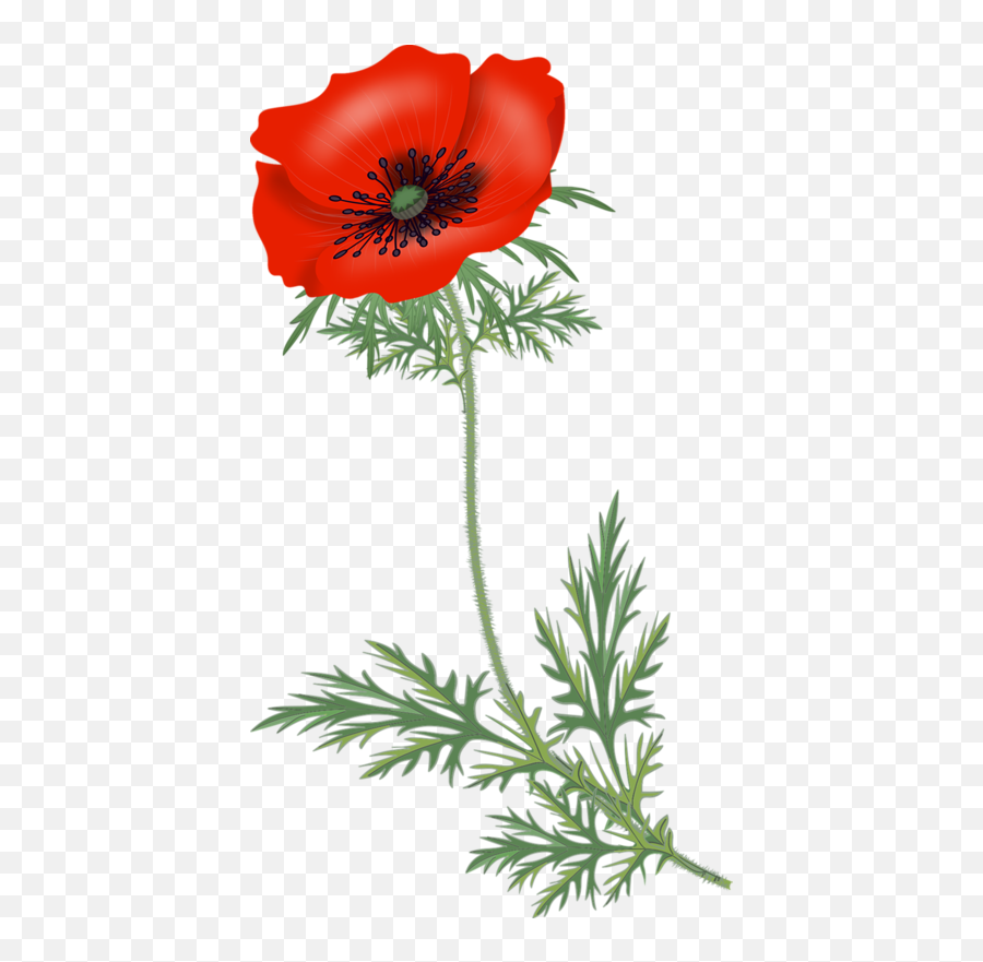 Bouquet Vector Poppy - Papoilas Png Emoji,Poppy Flower Clipart