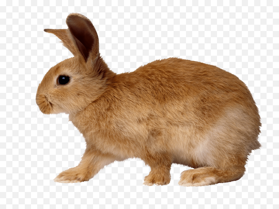 Rabbit Bunny Png Image - Rabbit Png Emoji,Bunny Png