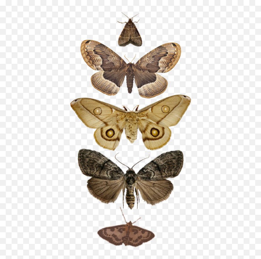 Moth Moths Png Pngs Wings Bugs - Portable Network Graphics Emoji,Moth Png