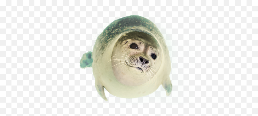 Free Transparent Ocean Animal Png Images Download Purepng Emoji,Transparent Ocean