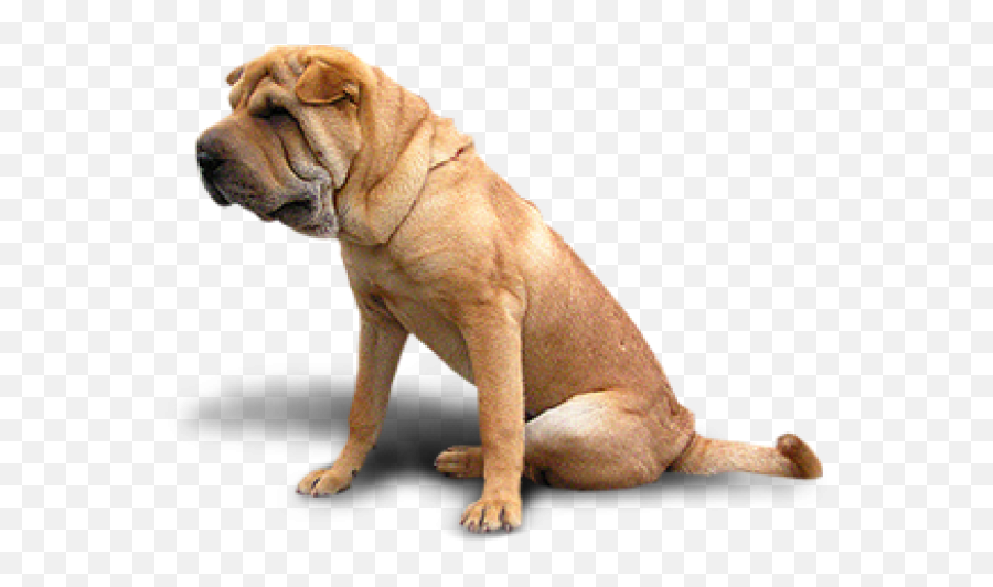 Dog Png Sitting Png Images Download Dog Png Sitting Emoji,Cute Dog Png