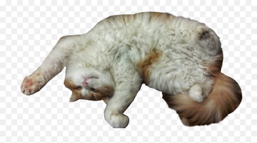 Cute Cat Png - Transparent Png Funny Cat Png Emoji,Cat Png